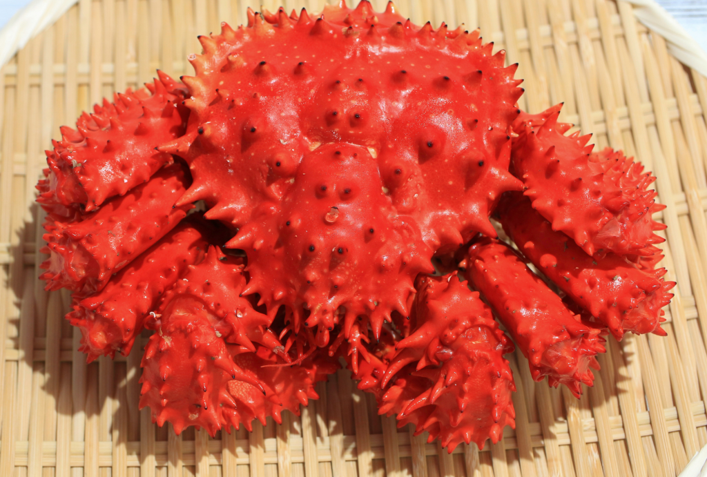 Hanasaki Crab, Nemuro Hokkaido Food Japan